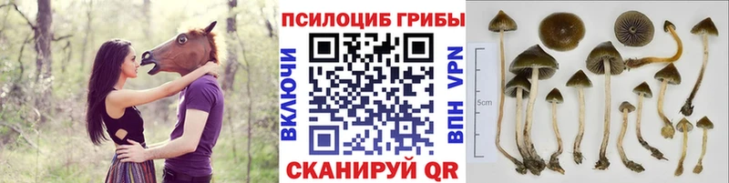 ОМГ ОМГ онион  Каневская  Галлюциногенные грибы Magic Shrooms 